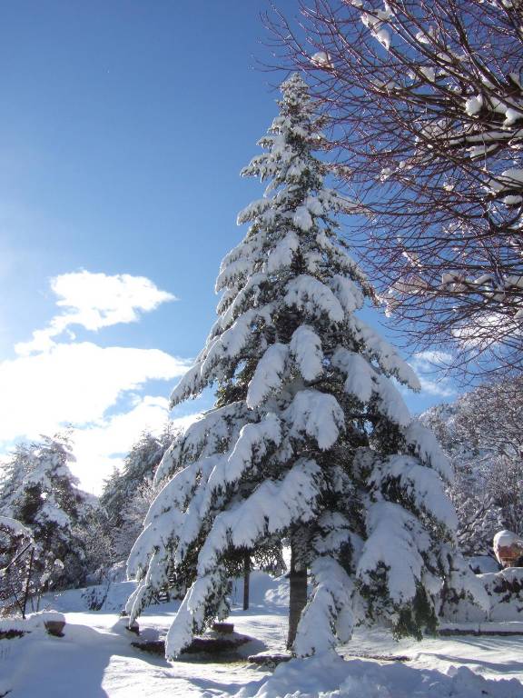 go1_sapin sous la neige.JPG